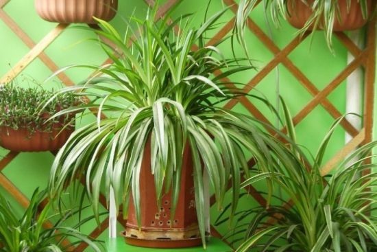 净化空气植物:吊兰 净化空气植物:吊兰