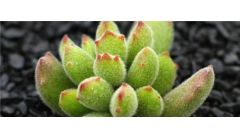 多肉熊童子怎么养肥