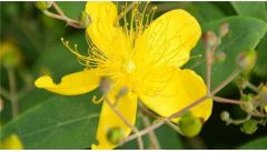 金丝梅的养殖方法和注意事项