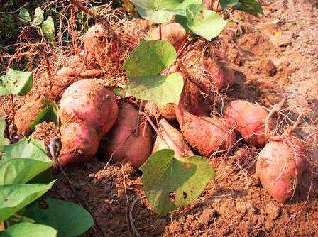 番薯/红薯/地瓜的栽种方法技术 番薯/红薯/地瓜的栽种方法技术