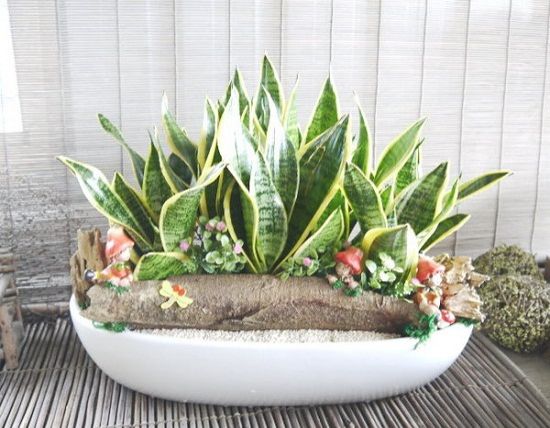 卫生间摆放——虎尾兰 卫生间摆放——虎尾兰