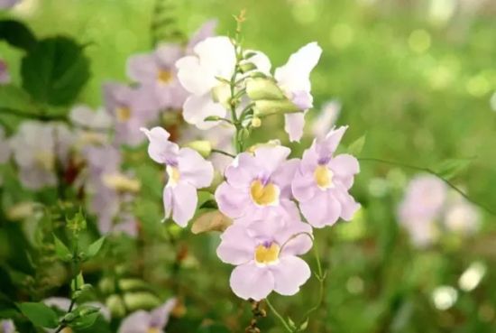 夏天养花秘诀全收录 夏天养花秘诀全收录