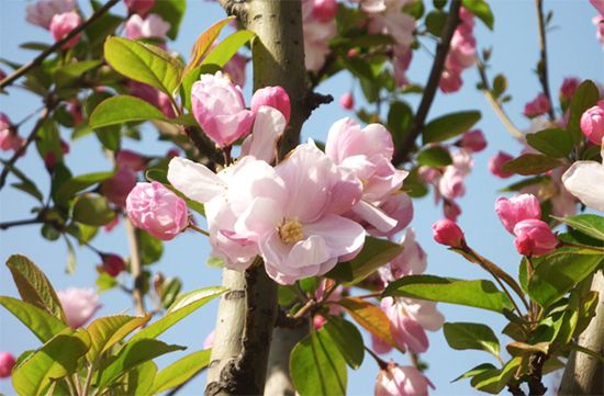 盛放的日本海棠 盛放的日本海棠