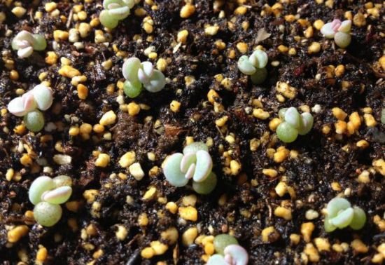 多肉植物播种繁殖 多肉植物播种繁殖