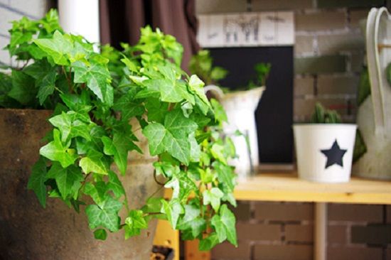 卫生间摆放——常春藤 卫生间摆放——常春藤