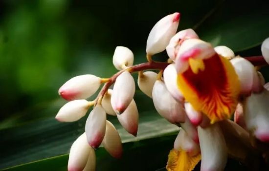 夏天养花秘诀全收录 夏天养花秘诀全收录