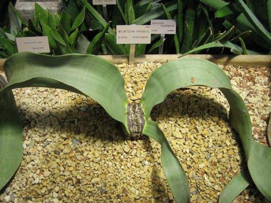 与恐龙同时代的植物活化石百岁兰 与恐龙同时代的植物活化石百岁兰