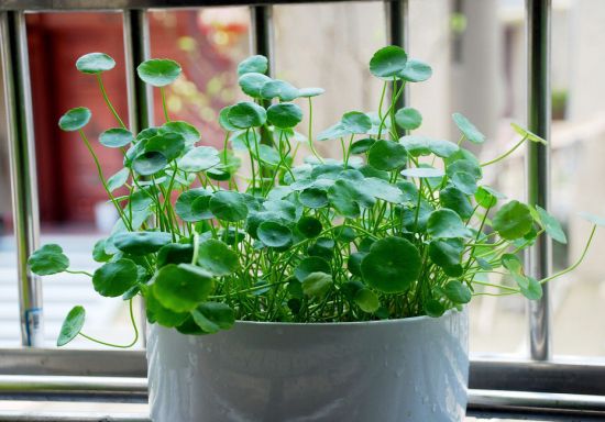 阳台上的铜钱草 阳台上的铜钱草