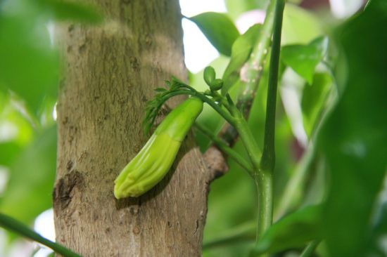 在路边拍摄的幸福树 在路边拍摄的幸福树