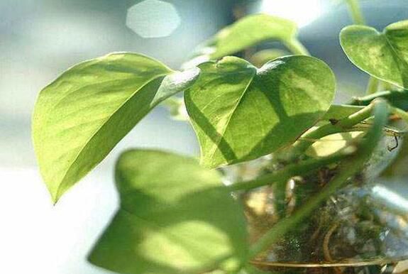 绿萝怎么养长得快茂密，四大技巧让你的绿萝疯