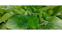 绿萝长得稀稀拉拉?教你一招绿萝轻松爆盆