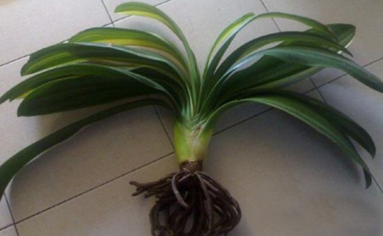 植物烂根 植物烂根