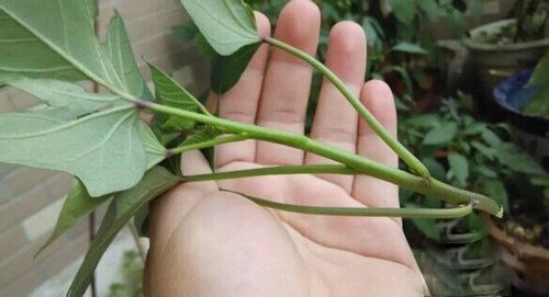 番薯/红薯/地瓜的栽种方法技术 番薯/红薯/地瓜的栽种方法技术