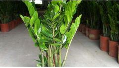 金钱树浇什么水好