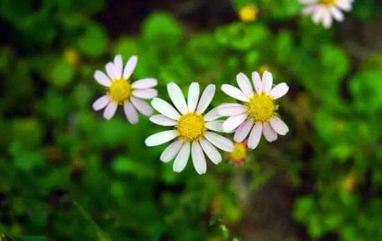 夏天养花秘诀全收录 夏天养花秘诀全收录