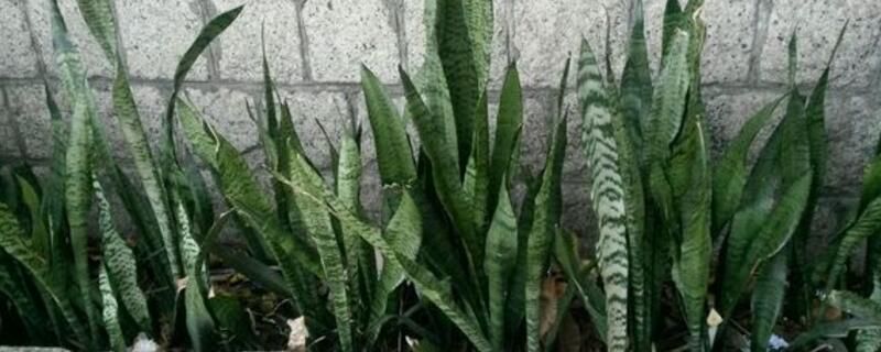 金边虎皮兰能长多高？金边虎皮兰能长50～70厘米