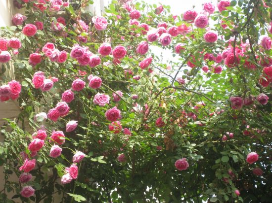 藤本月季的种植方法与注意事项 藤本月季的种植方法与注意事项