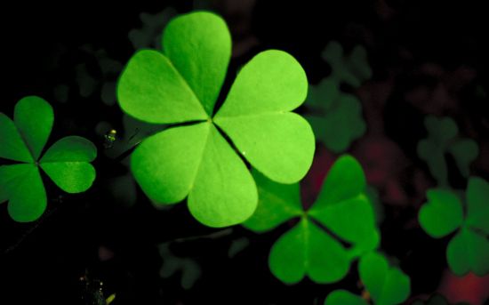 幸运草怎么种?幸运草的种植方法 幸运草怎么种?幸运草的种植方法