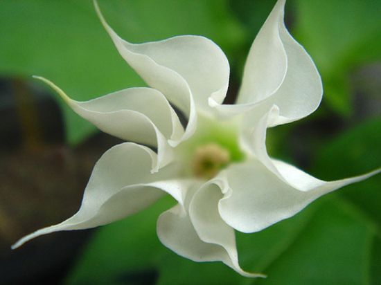 曼陀罗花 曼陀罗花