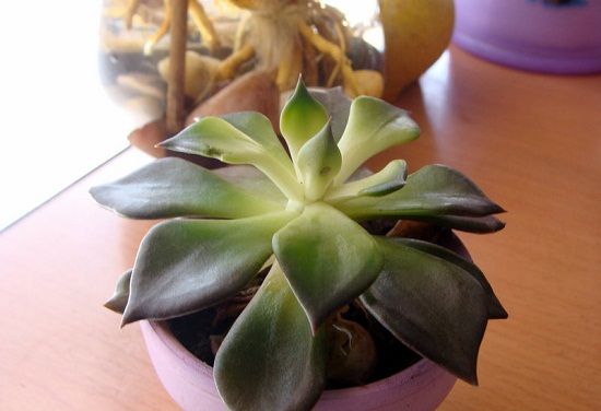 刚买回来的多肉植物如何处理 刚买回来的多肉植物如何处理