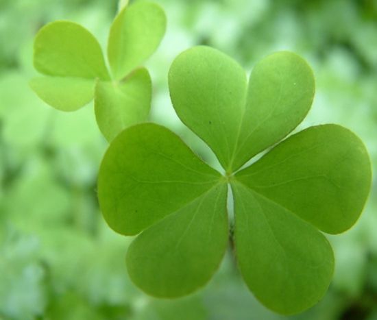 幸运草怎么种?幸运草的种植方法 幸运草怎么种?幸运草的种植方法