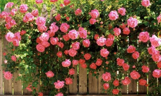 藤本月季的种植方法与注意事项 藤本月季的种植方法与注意事项