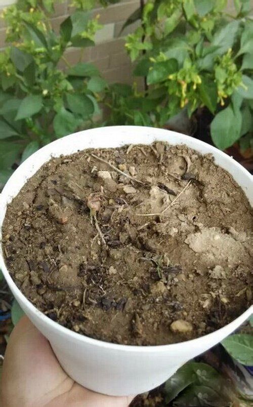 番薯/红薯/地瓜的栽种方法技术 番薯/红薯/地瓜的栽种方法技术