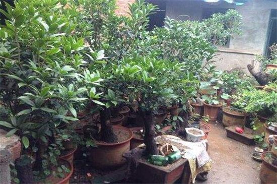 院子里种桂花树的禁忌：不能种在大门口和庭院