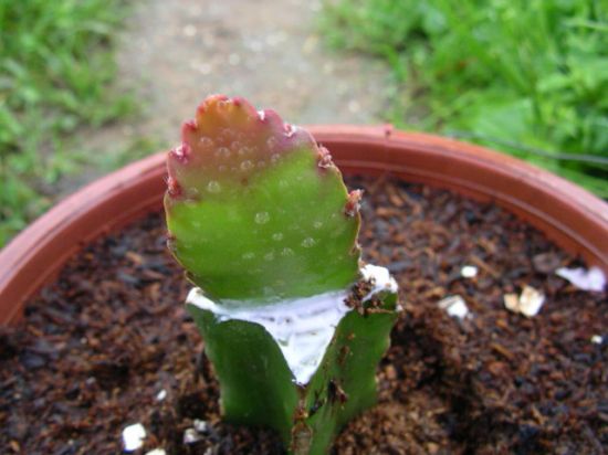 多肉植物嫁接繁殖 多肉植物嫁接繁殖