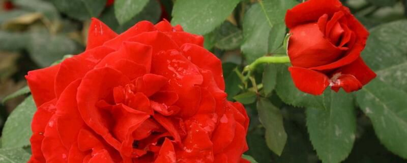 花期长的花有哪些？牵牛花能从3月开到11月