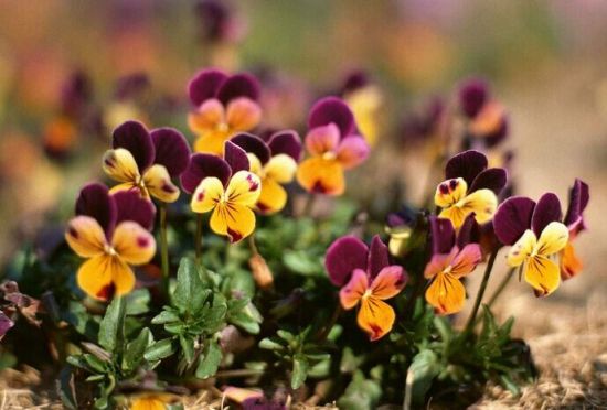 蝴蝶花的传说 蝴蝶花的传说