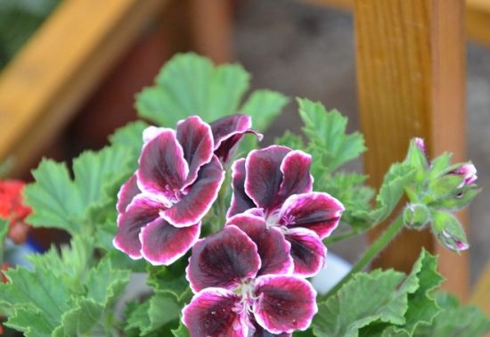 净化空气植物:天竺葵 净化空气植物:天竺葵