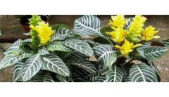 斑马花家里能养吗