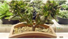 筒叶花月老桩盆景怎么养护