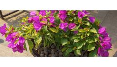 三角梅长枝条不开花的原因及解决方法