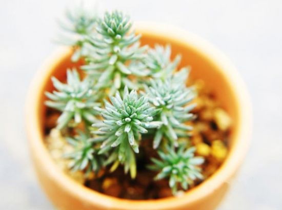 塔松百科知识：是一种非常强悍的景天多肉