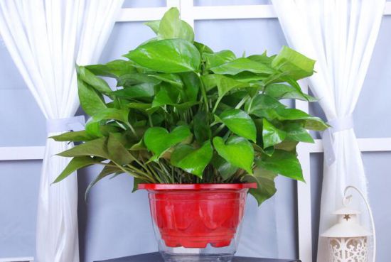 绿萝叶子长黄斑怎么办？绿萝叶子长黄斑3个办法解决