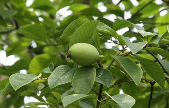 木瓜海棠果实 木瓜海棠果实