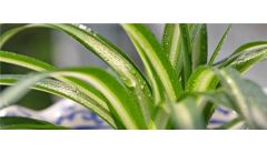 吊兰土怎么配？吊兰配土方法和步骤