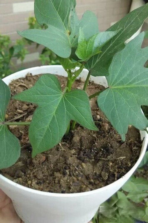 番薯/红薯/地瓜的栽种方法技术 番薯/红薯/地瓜的栽种方法技术