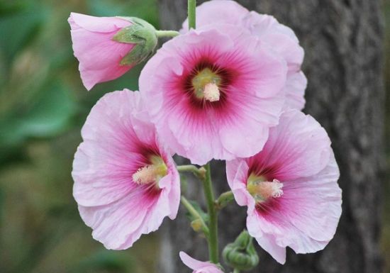 蜀葵的种植方法和注意事项 蜀葵的种植方法和注意事项