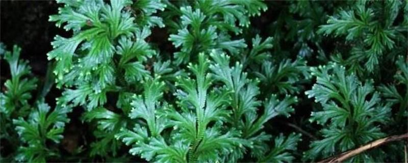 翠云草叶子发黄怎么办？