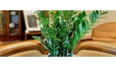 金钱木的叶片变黑的原因