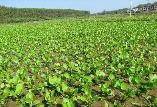 泽泻播种育苗 泽泻播种育苗