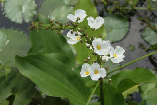 泽泻形态特征 泽泻形态特征