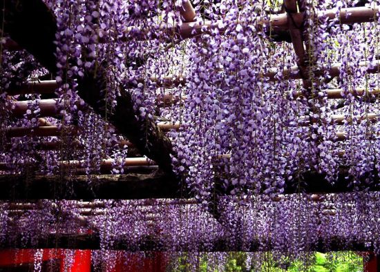 紫藤 紫藤