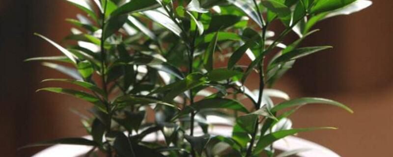 竹柏怎么施肥？竹柏不同时期施肥不同