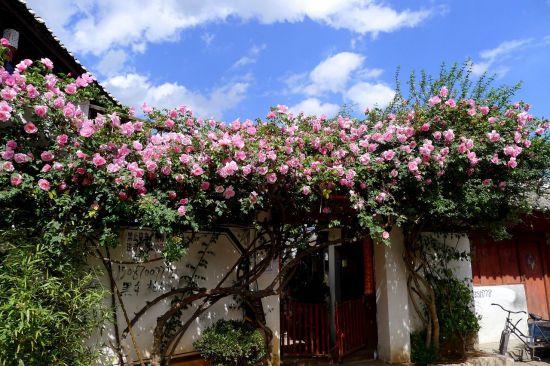 藤本月季的种植方法与注意事项 藤本月季的种植方法与注意事项