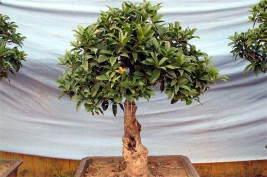 6公分桂花树是几年苗？6公分是3～4年的苗