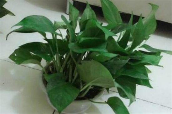 刚买的绿萝能不能分盆？可以/生长旺盛时期分盆